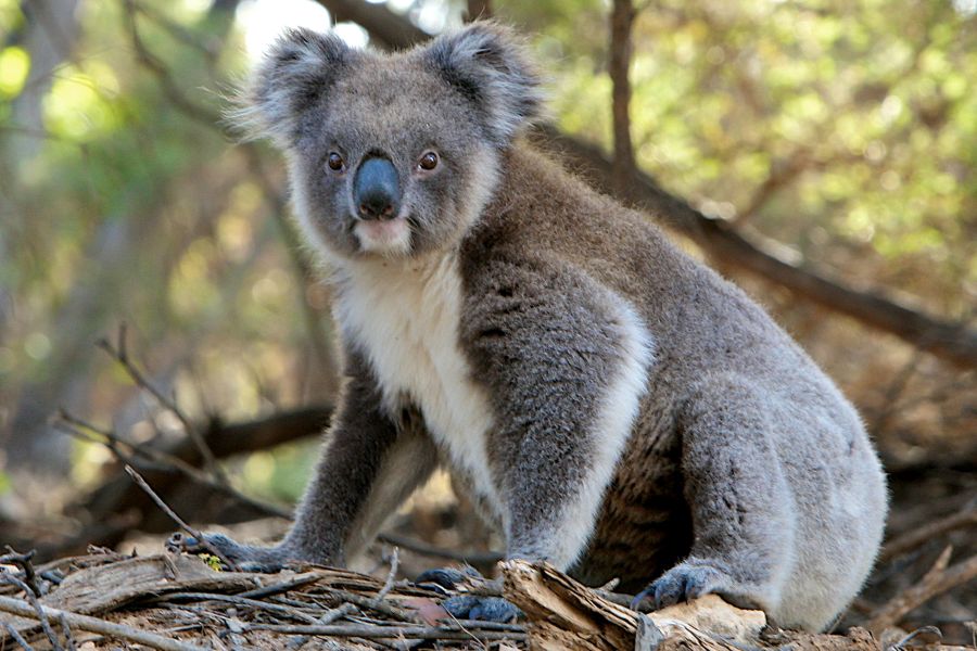 Als Au Pair in Australien wirst du die Natur und die Tierwelt erleben, wie zum Beispiel diesen niedlichen Koalabären.